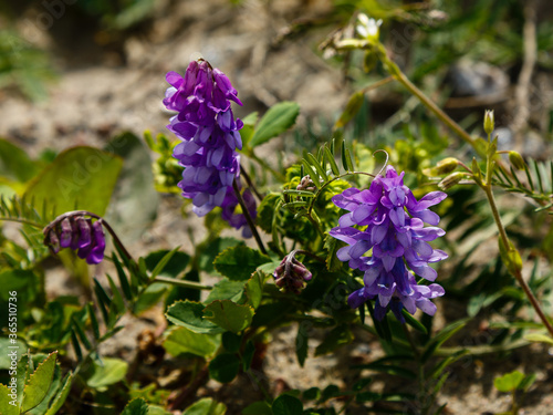 Fototapeta Naklejka Na Ścianę i Meble -  Purple flower of Vicia cracca in natural background