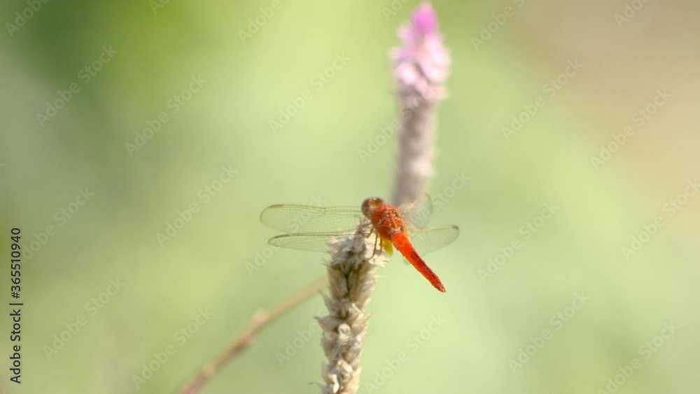Beautiful red dragonfly resting on plant slowly rocking in the wind Beautiful red dragonfly resting on plant slowly rocking in the wind