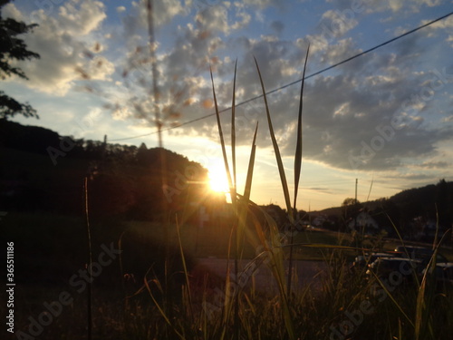 Grass, Abend, Himmel
