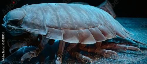 Giant isopod