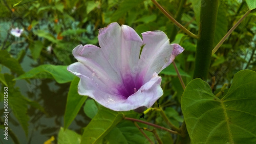 pink and white flower