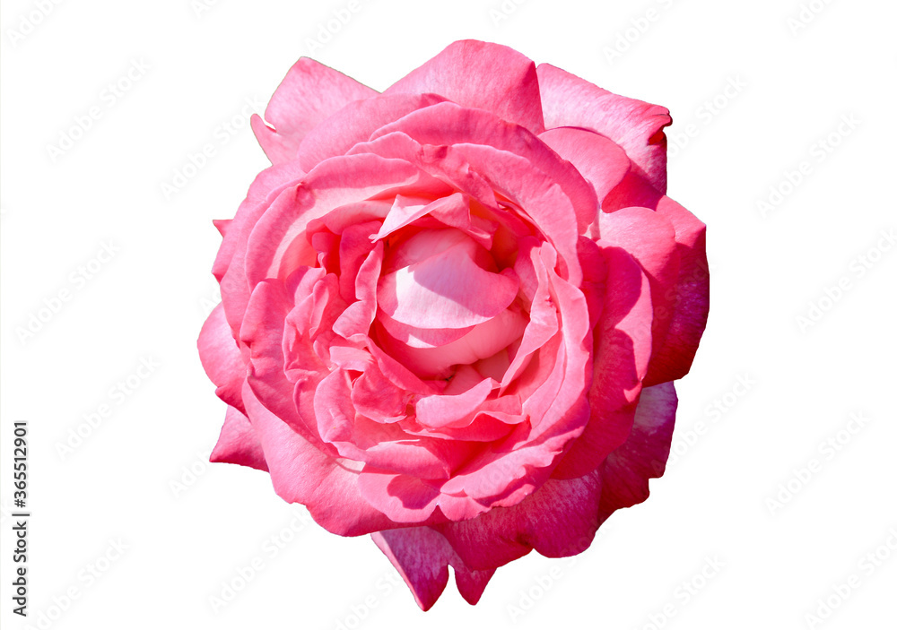 pink rose isolated on white pink rose isolated on white