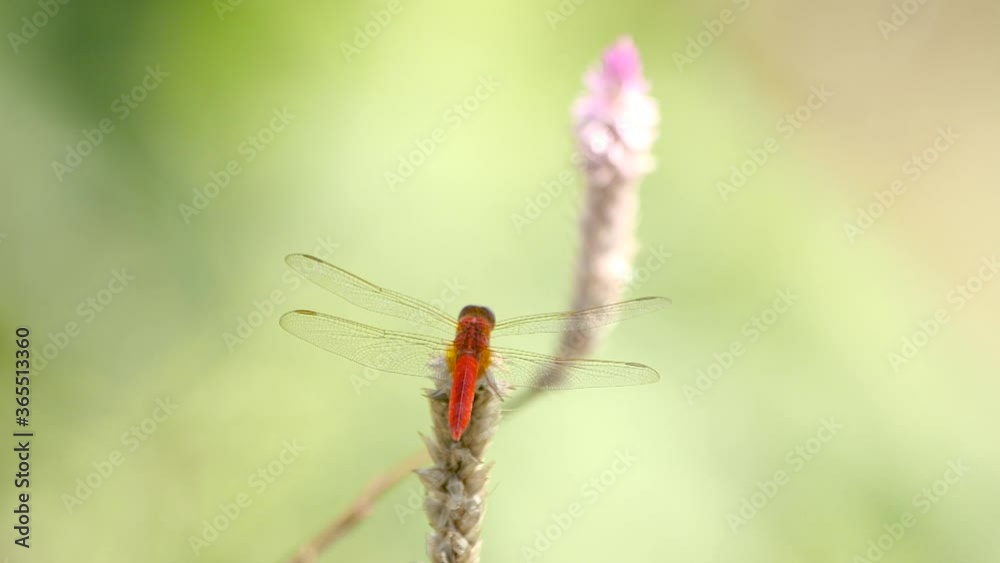 Slow motion clip of red dragonfly landing on plant Slow motion clip of red dragonfly landing on plant