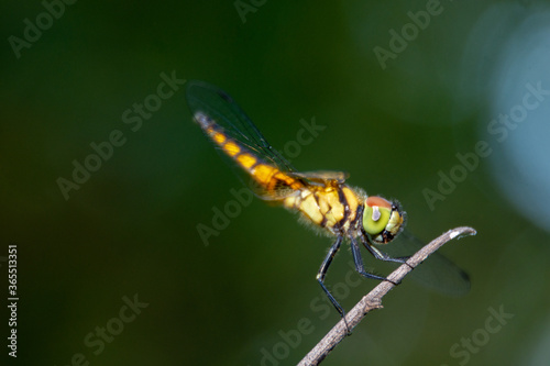 Thin winged dragonfly catching dry trunk, rain forest in Udon Thani, Thailand
