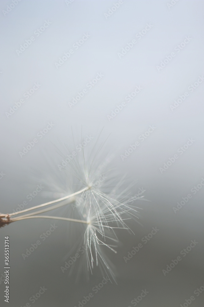 Fototapeta premium dandelion seed head