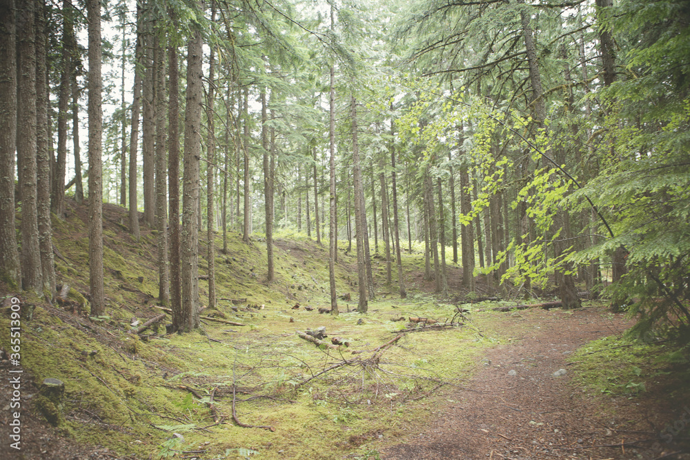 Obraz premium path in the forest
