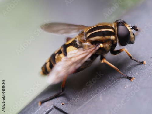 Картината върху платно Schwebfliegen (Syrphidae), auch Stehfliegen oder Schwirrfliegen befinden sich of