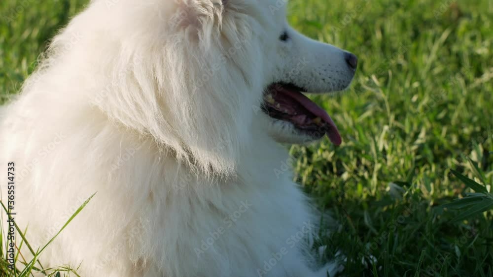 A beautiful white Samoyed dog lies on the green grass. Dog at sunset. Samoyed close-up. A beautiful white Samoyed dog lies on the green grass. Dog at sunset. Samoyed close-up.