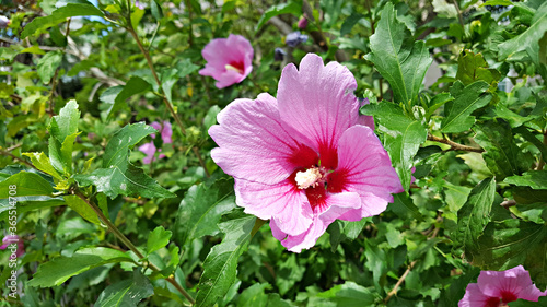               Korean national flower rose of sharon