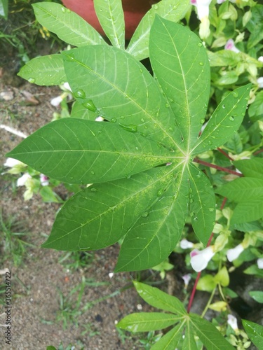 A Top angle shot of conjointed leaves at a single point.