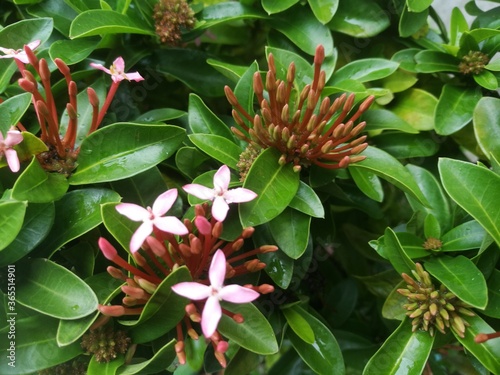 The closeup shot of an Ixora flower plant.
