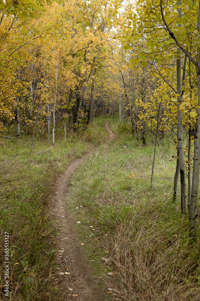 path in autumn forest