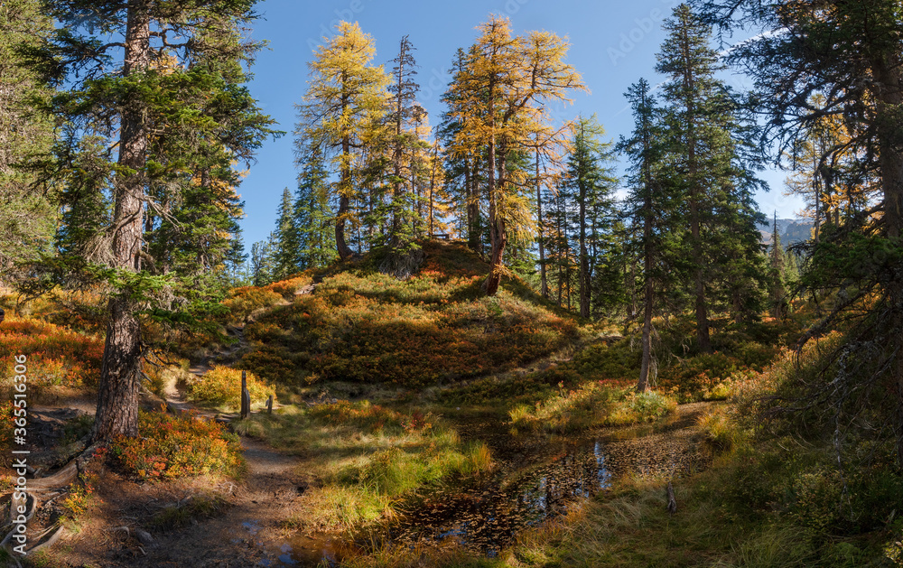 Fototapeta premium Urwald Rauris