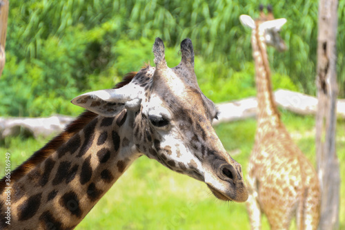 Portrait of a giraffe face