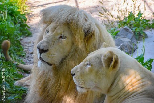 Beautiful Lion and Lioness resting together on a sunny day