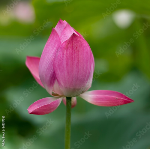 A Beautiful pink lotus flower is blooming