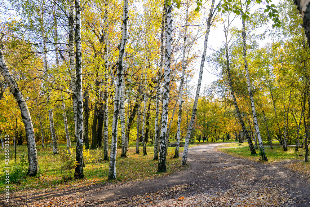 Naklejka premium road in the autumn birch forest