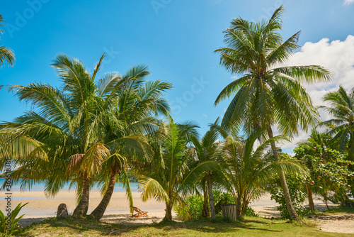 Coconut trees on the beautiful fine beaches