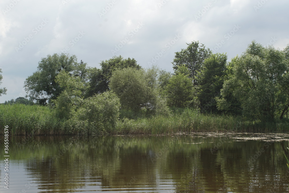 pond with reeds in summer