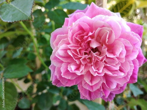 pink rose in the garden