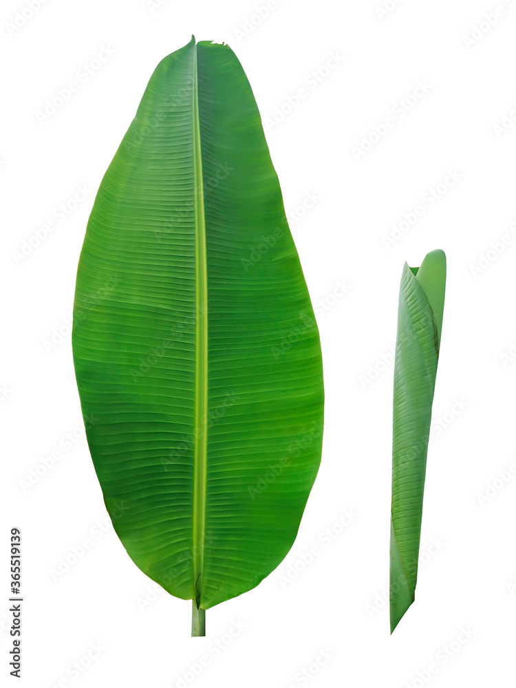 Banana leaf and leaf tops, isolated from white background with work path Banana leaf and leaf tops, isolated from white background with work path