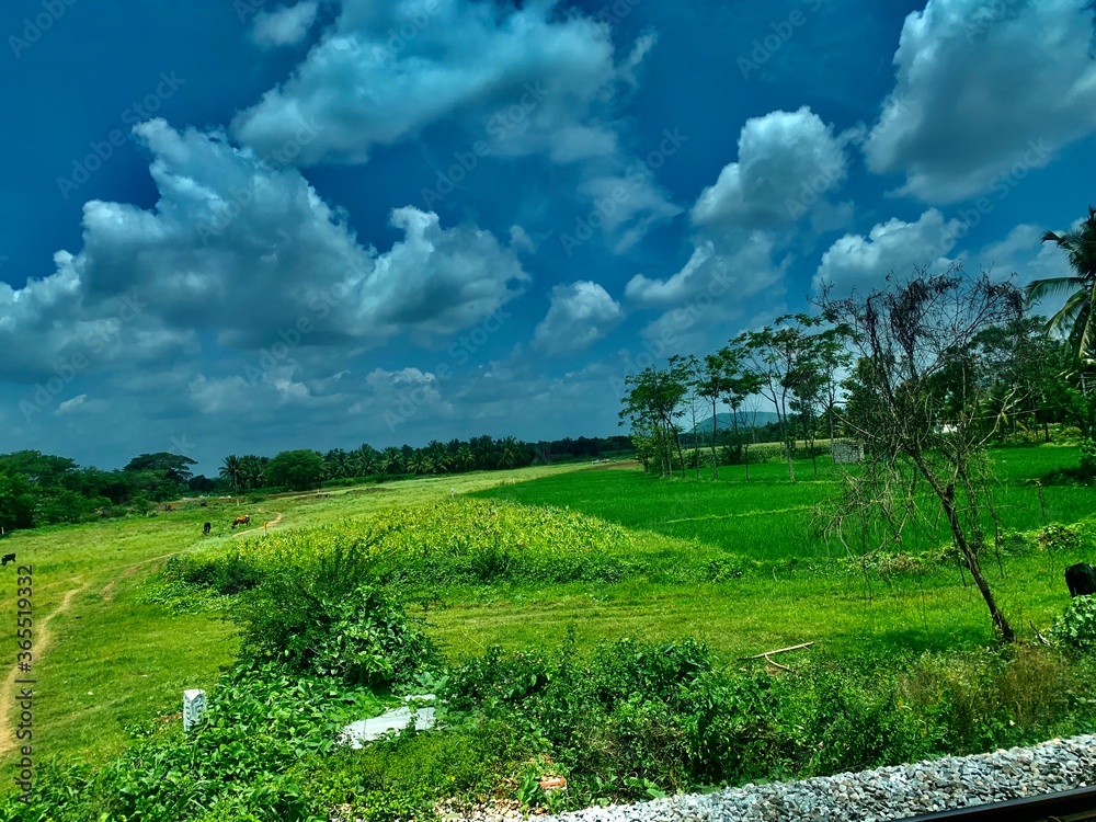 green field and blue sky green field and blue sky