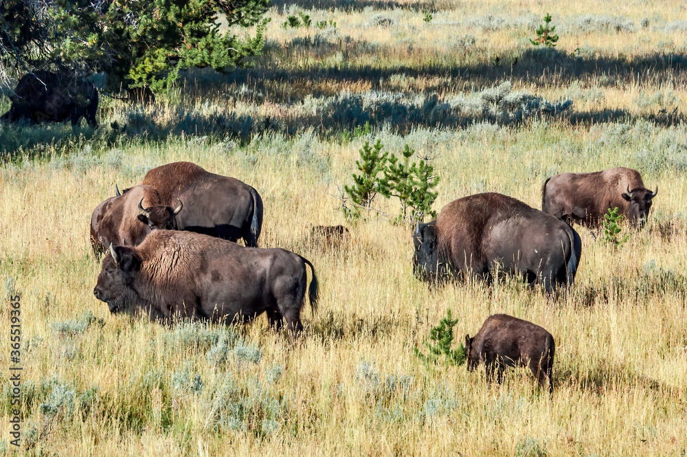Bison (Bison bison) in Yellowstone National Park, USA Bison (Bison bison) in Yellowstone National Park, USA
