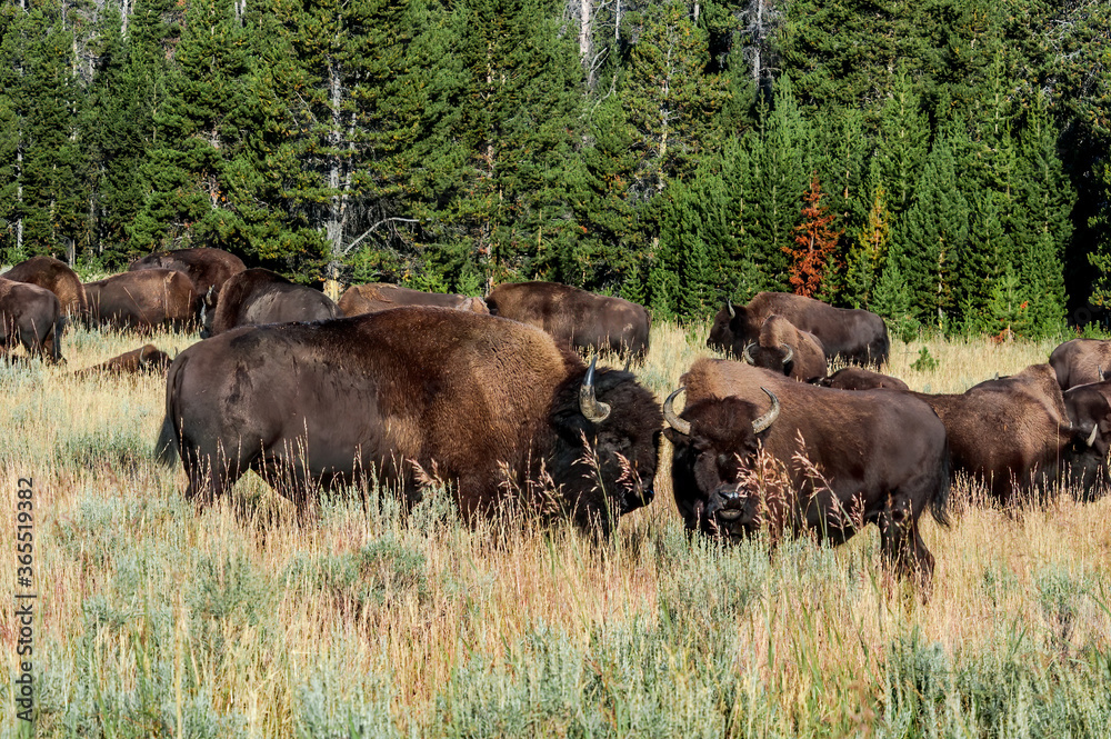 Bison (Bison bison) in Yellowstone National Park, USA Bison (Bison bison) in Yellowstone National Park, USA