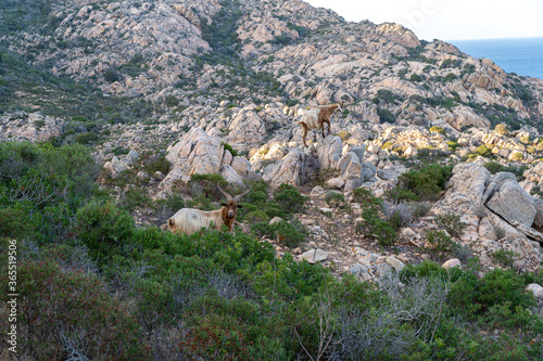 A sardinian mouflon couple with big horns between rocks at a sunny day on the sardinian island Caprera