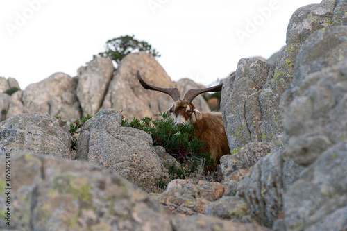 A sardinian mouflon with big horns is eating berries between rocks at a sunny day on the sardinian island Caprera