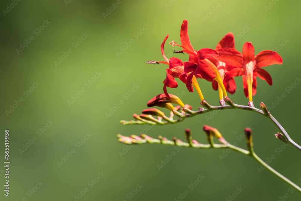 Crocosmia Lucifer, Montbretia, a beautiful red flower that attracts hummingbirds, soft green background copy space