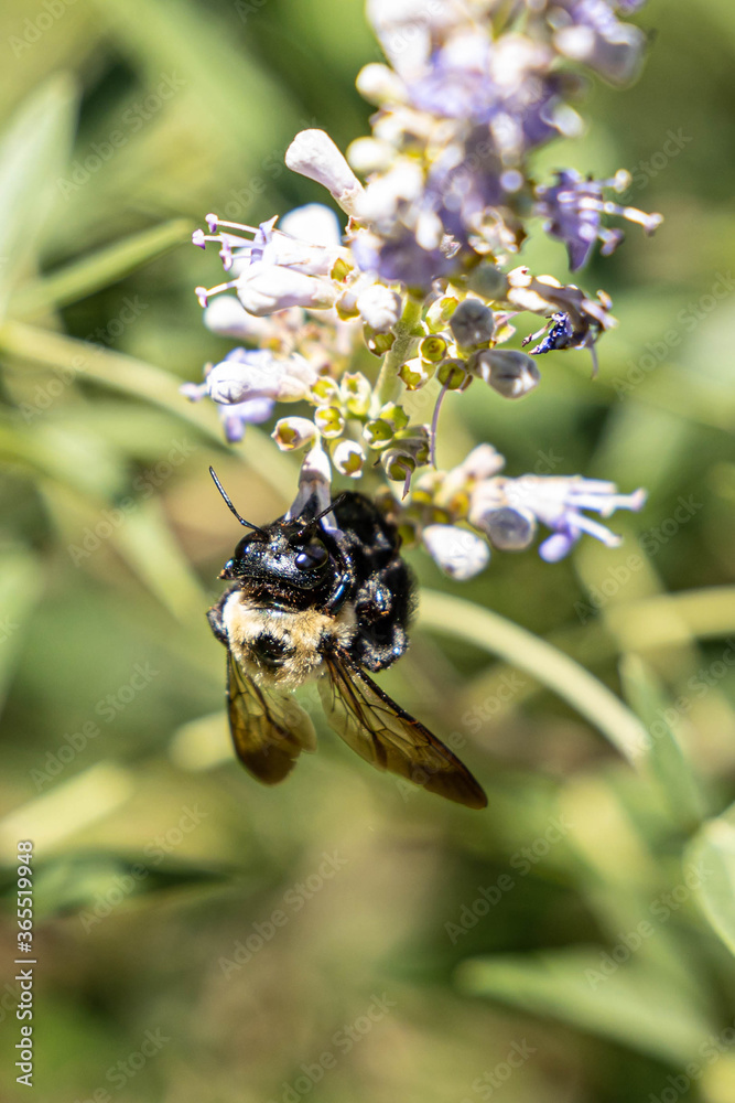 Fototapeta premium Upside Down Bumblebee