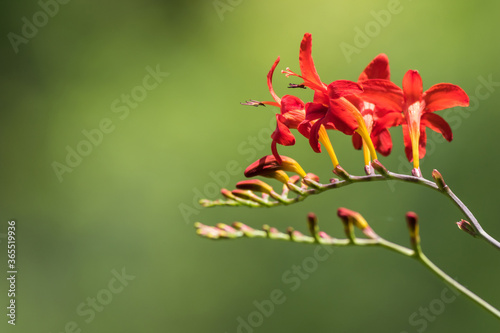 Crocosmia Lucifer  Montbretia  a beautiful red flower that attracts hummingbirds  soft green background copy space