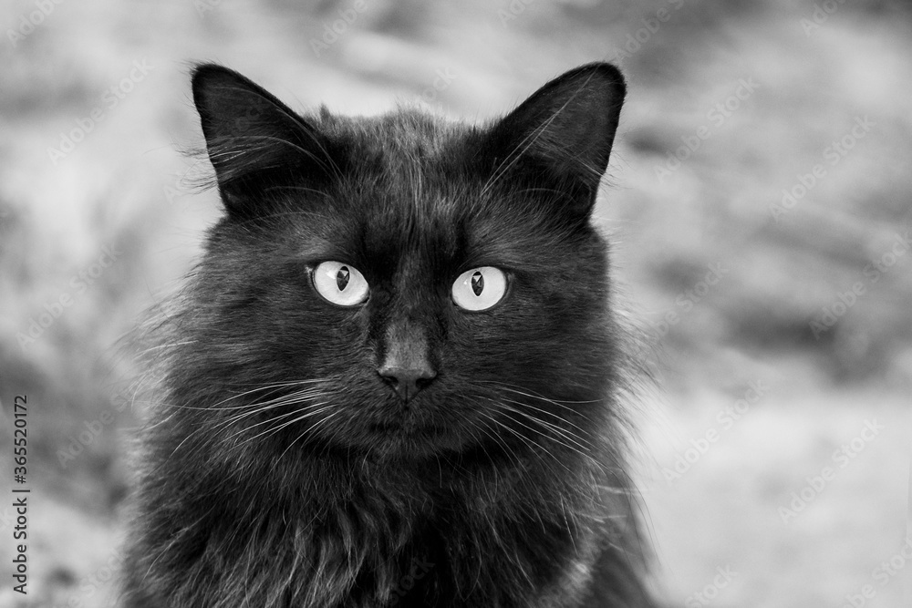Portrait of a black cat with an attentive look, black and white photo