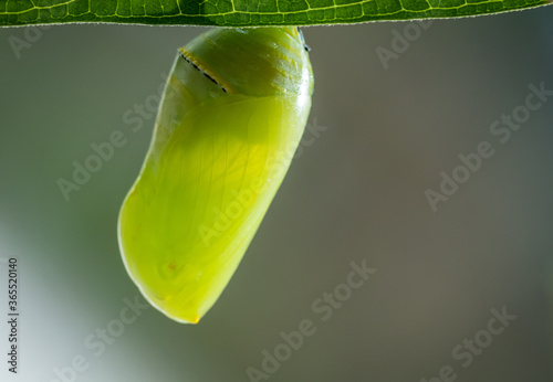 Monarch Butterfly Chrysalis macro, Danaus plexippuson, newly formed on Swamp Milkweed, Incarnata photo