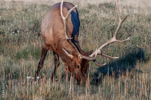 Elk (Cervus canadensis) in Yellowstone National Park, USA © Nick Taurus