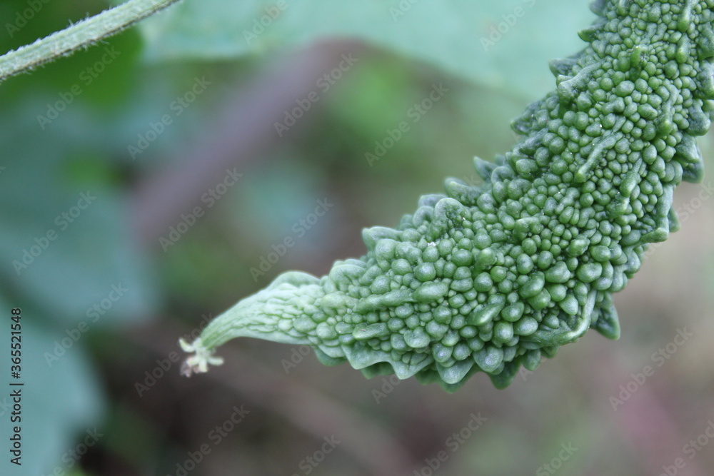 Green bitter gourd Green bitter gourd