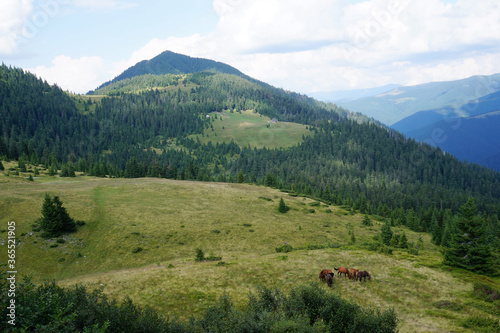 Mountain landscape with horses