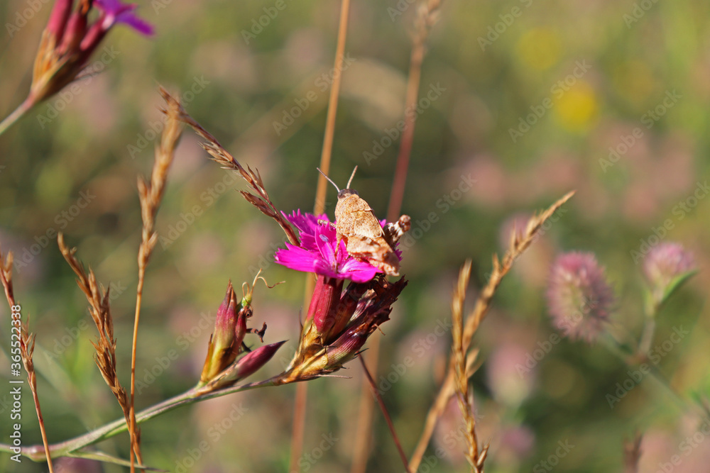 The grasshopper is sunbathing on a pink flower The grasshopper is sunbathing on a pink flower