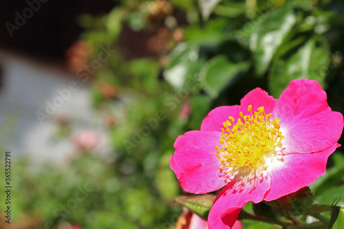 Pink rosehip flower on a sunny day
