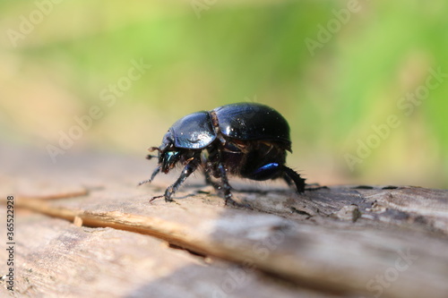 Dung Beetle © Robert