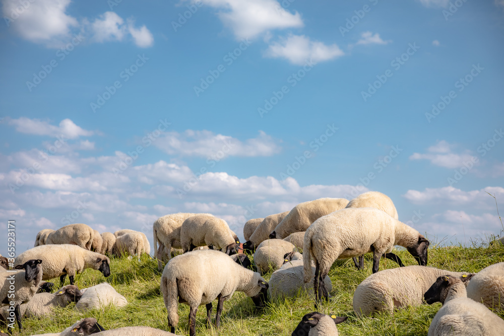 sheep on a meadow