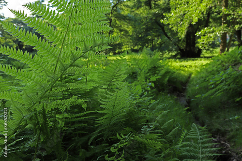 Ferns on the edge of a meadow