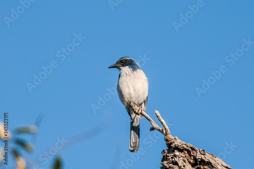 California scrub jay (Aphelocoma californica) in bush, California, USA