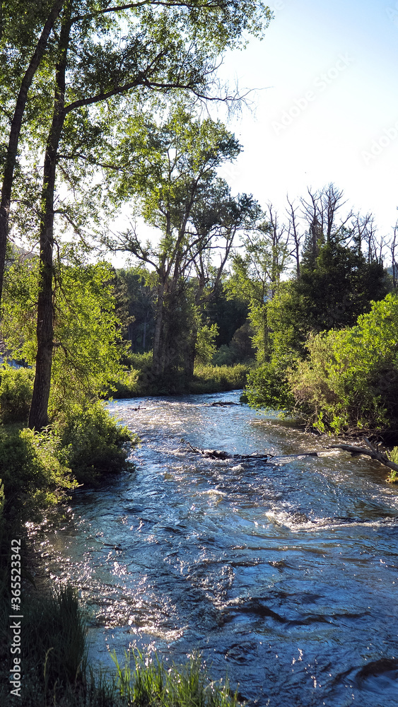 Dawn light in summer on the Cimarron River in Cimarron Canyon State Park in New Mexico's Sangre de Cristo Mountains