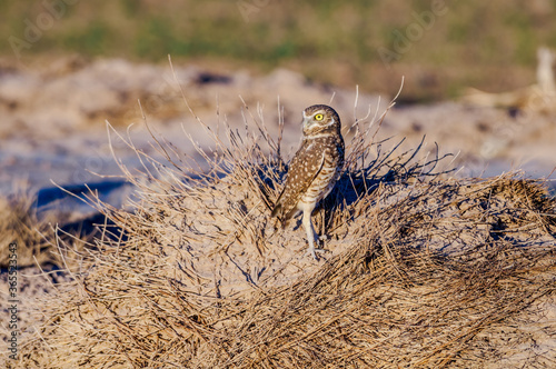 Burrowing Owl (Athene cunicularia) in Salton Sea area, Imperial Valley, California, USA