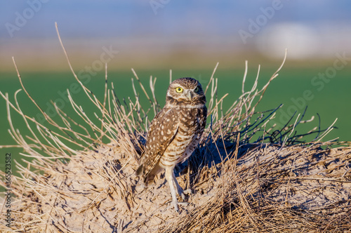 Burrowing Owl (Athene cunicularia) in Salton Sea area, Imperial Valley, California, USA