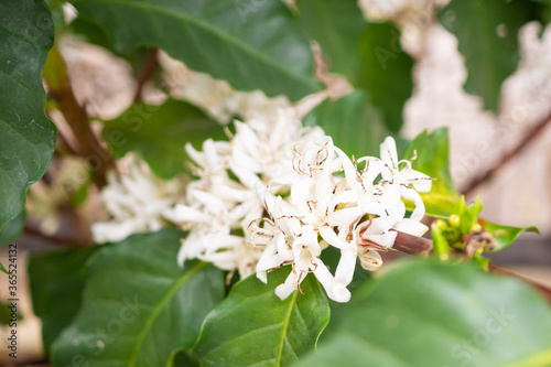 White coffee flowers in green leaves tree plantation close up