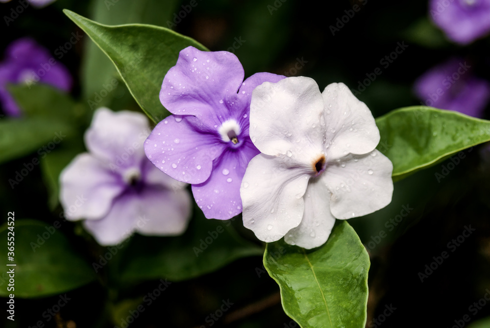 Fototapeta premium Yesterday-today-and-tomorrow (Brunfelsia pauciflora) in park, Nicaragua