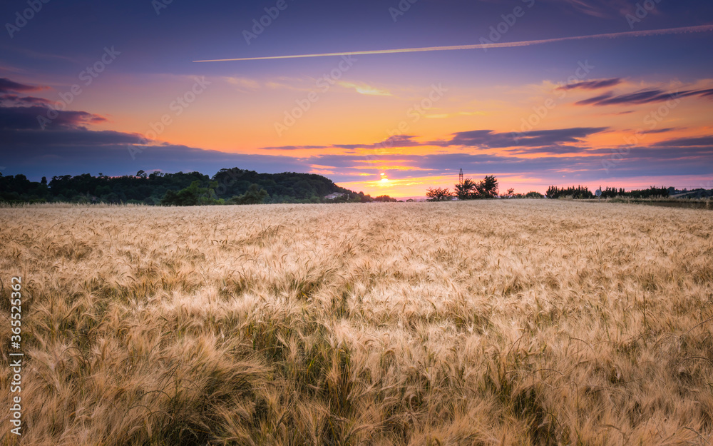 cereal field at sunset in summer